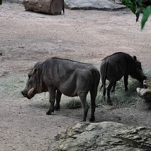 Warthog Exhibit