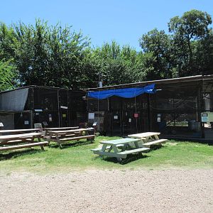 Ocelot, African Lion + Bobcat Exhibits