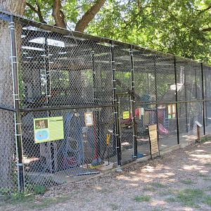 Ocelot + Bobcat Exhibits