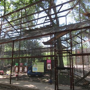 Eurasian Lynx Exhibit - lots of high ramps