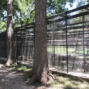 African Lion Exhibit