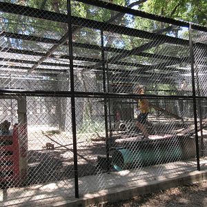 Bobcat Exhibit - keeper in with 3 cats