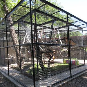 Ring-Tailed Lemur Exhibit