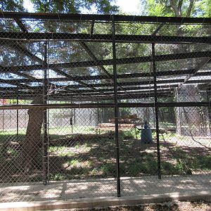 African Lion Exhibit