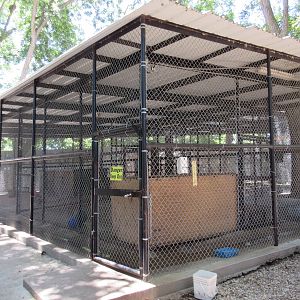 African Lion Exhibit