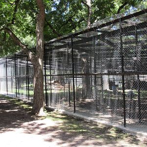 African Lion Exhibits