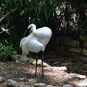 Whooping Crane