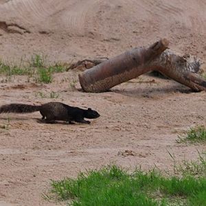 Rock Squirrel - Texas