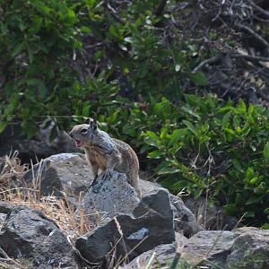 California Ground Squirrel giving warning - California