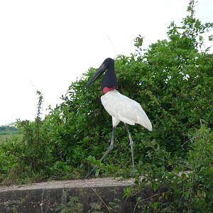 Jabiru