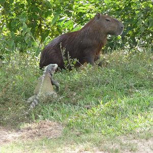 Capybara&Iguana