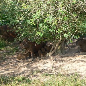 Capybara group