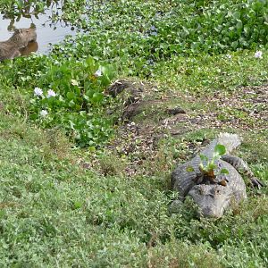 Croc and Capybara