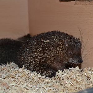 Greater Hedgehog Tenrec (Setifer setosus) - private collection