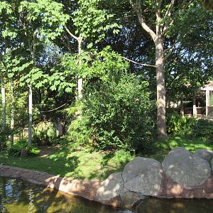 Lemur Exhibit - Ring-Tailed, Black + White Ruffed + Collared