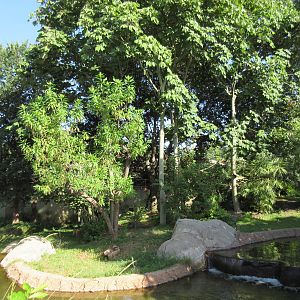 Lemur Exhibit - Ring-Tailed, Black + White Ruffed + Collared