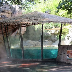 African Penguin Exhibit