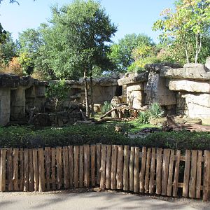 Mandrill Exhibit