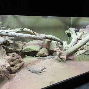Perentie Monitor Exhibit