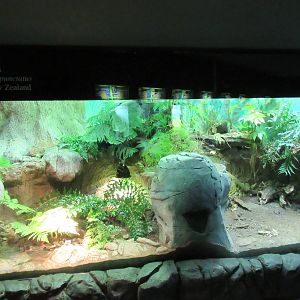 Tuatara Exhibit - sorry for the unavoidable glare