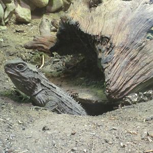 Tuatara