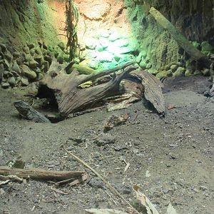 Tuatara Exhibit