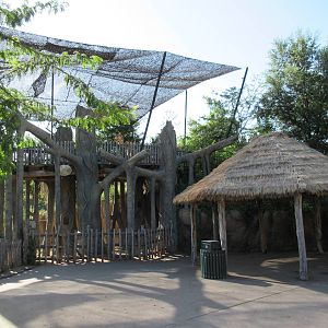 Giants of the Savanna - Strangler Fig Enrichment Tree