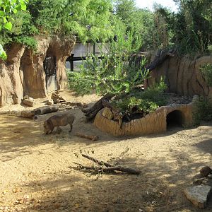 Giants of the Savanna - Warthog Exhibit