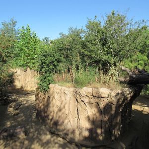 Giants of the Savanna - Warthog Exhibit