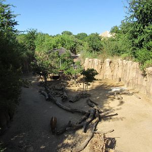 Giants of the Savanna - Red River Hog Exhibit