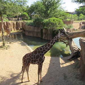 Giants of the Savanna - Giraffe Yard