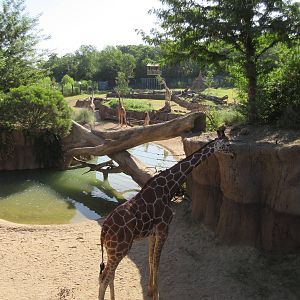 Giants of the Savanna - Giraffe Yard