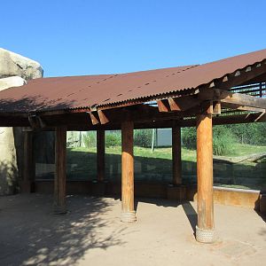 Giants of the Savanna - Cheetah Exhibit