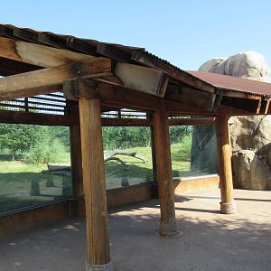 Giants of the Savanna - Cheetah Exhibit