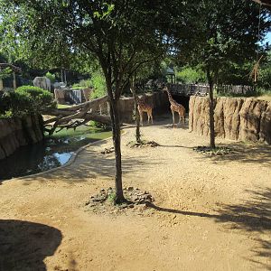 Giants of the Savanna - Giraffe Yard