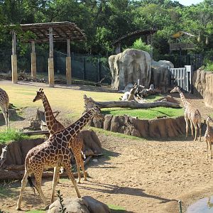 Giants of the Savanna - Giraffe Yard
