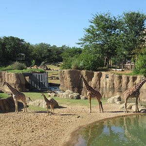 Giants of the Savanna - Giraffe Yard