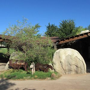 Giants of the Savanna - African Lion/Cheetah Exhibits