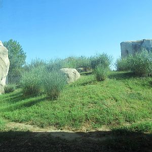 Giants of the Savanna - African Lion Exhibit