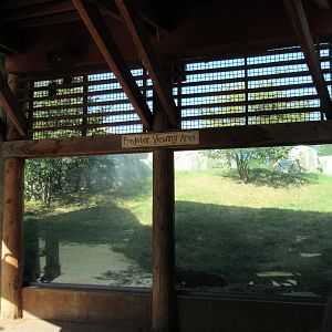 Giants of the Savanna - African Lion Exhibit
