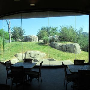 Giants of the Savanna - African Lion Exhibit