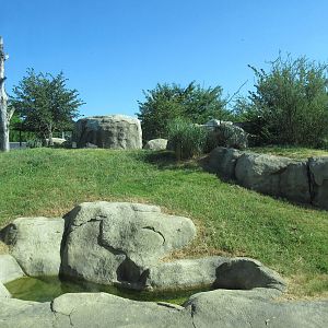 Giants of the Savanna - African Lion Exhibit
