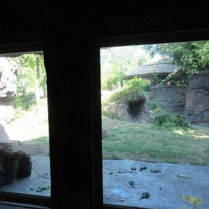 Gorilla Exhibit #2