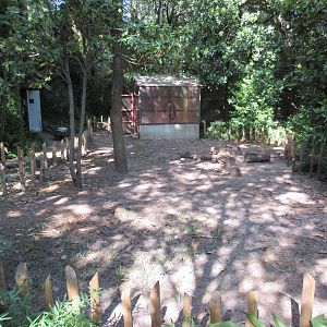 Aldabra Tortoise Exhibit