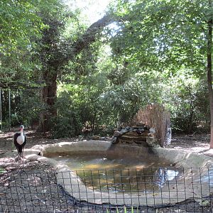 Wattled Crane Exhibit