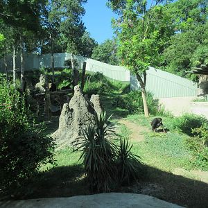 Chimpanzee Exhibit