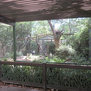 Saddle-Billed Stork/Egyptian Vulture/African White-Backed Vulture Exhibit