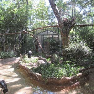 Saddle-Billed Stork/Egyptian Vulture/African White-Backed Vulture Exhibit