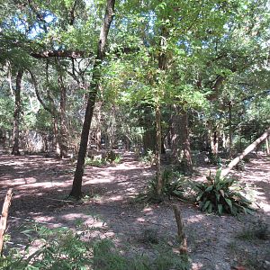 Okapi/Yellow-Backed Duiker Exhibit - nice and shady!
