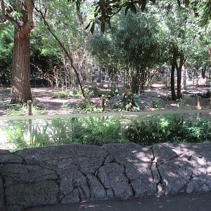 Okapi/Yellow-Backed Duiker Exhibit